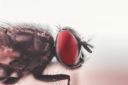 Close-up Photograph of House Fly thumbnail