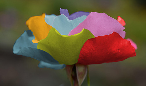 multicolored rose in bloom at daytime thumbnail