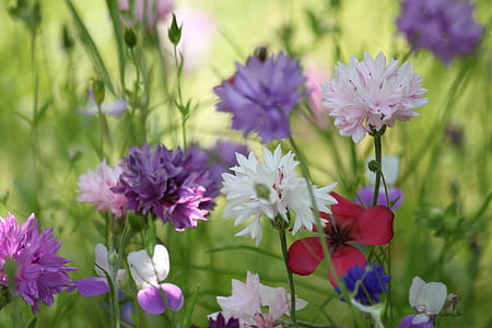 white and purple petaled flowers thumbnail