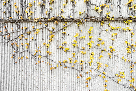 yellow flower on wall thumbnail