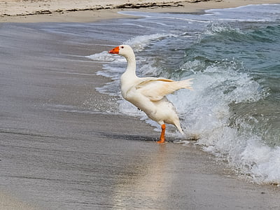 white duck near body of water thumbnail