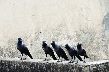 flock of pied crows perching on gray concrete pavement thumbnail