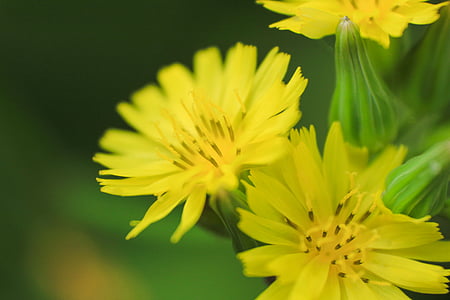 yellow multi-petaled flowers thumbnail