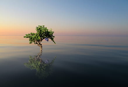 green tree on body of water thumbnail