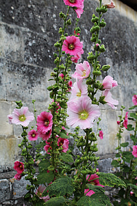 pink petaled flowers thumbnail