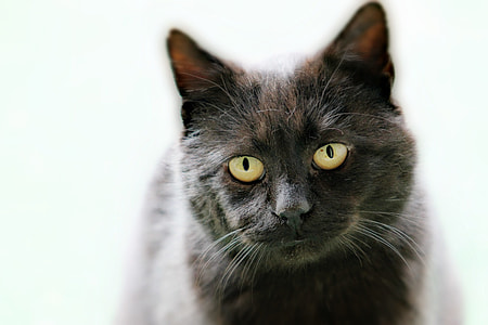 selective focus photography of black and gray cat thumbnail