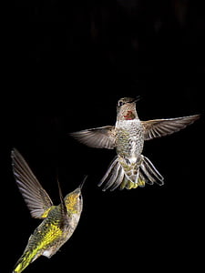 gray and green hummingbirds thumbnail