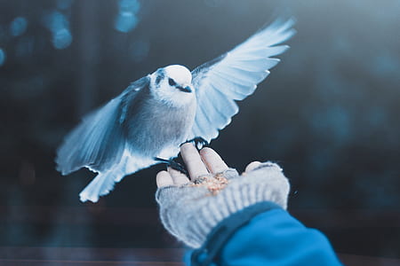 grey and white bird thumbnail