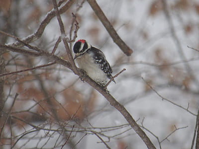 white and black bird perched on brown tree branch thumbnail