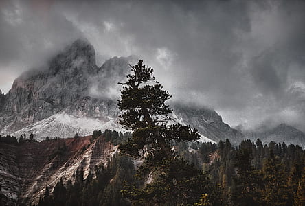 black tree on mountain thumbnail