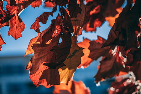 red leaves on selective focus photo thumbnail