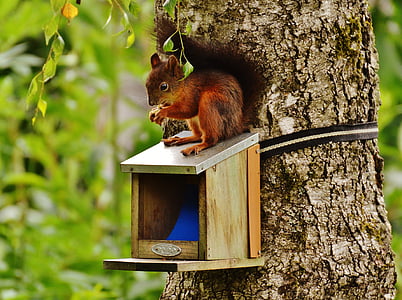 brown squirrel on tree thumbnail