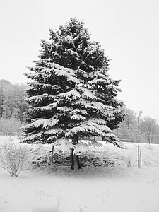 tree covered by snow at daytime thumbnail