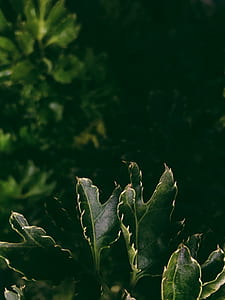 photography of green leaf plant thumbnail