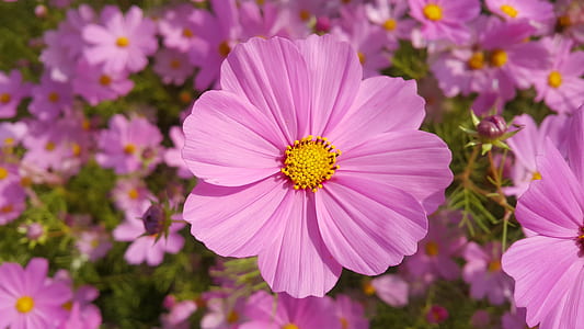 pink cosmos flower in selective focus photography thumbnail