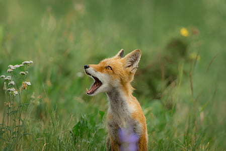 brown fox on green grass at daytime thumbnail