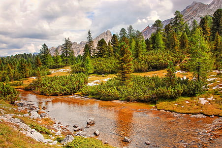river surrounded by trees thumbnail