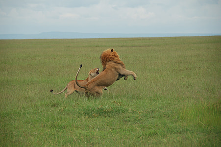 female and male lions thumbnail