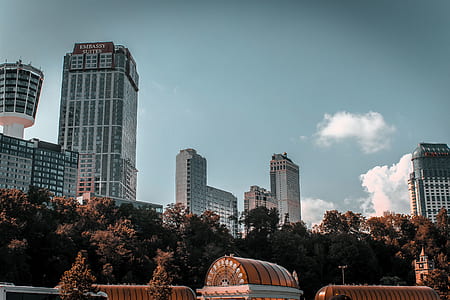 trees near high-rise buildings thumbnail