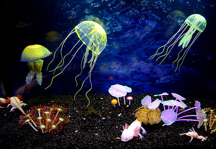 assorted sea creature illustration thumbnail