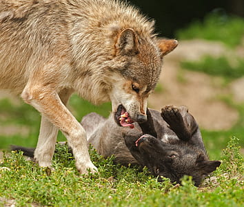 nature, animal, playing, wilderness thumbnail