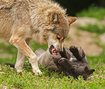 selective focus photography of wolf dog with puppy stands and lying on grass field at daytime thumbnail
