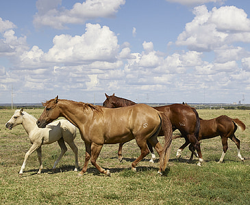 five horse running on field thumbnail
