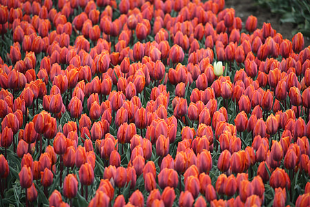 photo of red tulips thumbnail