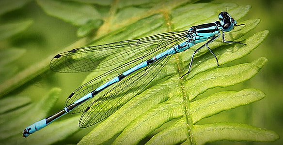 blue and black damsel on green leaf thumbnail