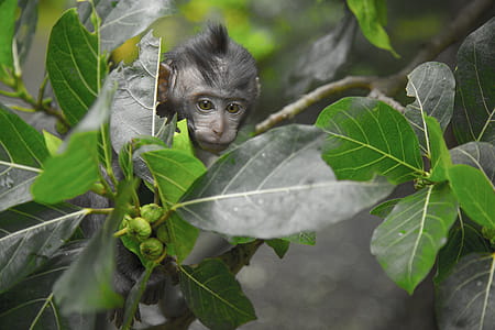 Black Primate Seeking Behind Green Leaf Tree thumbnail