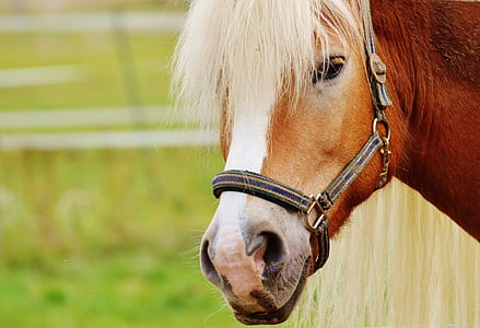 close up photography of brown horse thumbnail