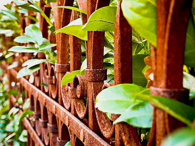 plants near brown metal grilles thumbnail