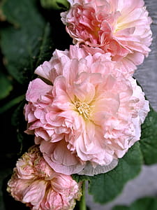 Beautiful Peaches 'n Dreams Hollyhock with ruffle petals. thumbnail