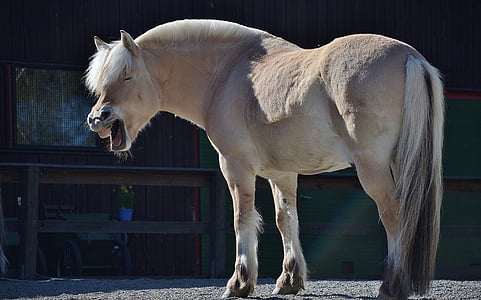 white horse near house thumbnail