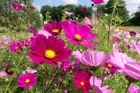 closeup photo of pink and red petaled flowers thumbnail