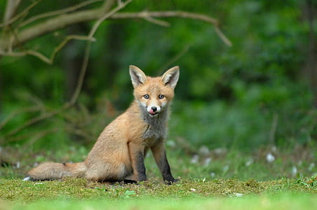 shallow focus photography of brown fox thumbnail