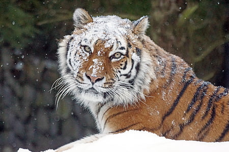 shallow focus photography of tiger lying on white snow field during daytime thumbnail