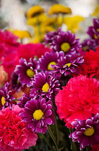 Bokeh Photo of Purple, Pink, and Yellow Flowers thumbnail
