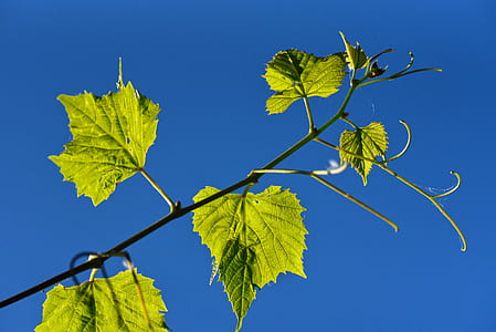 green leaves thumbnail