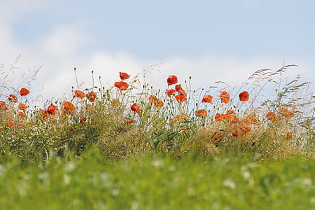 red poppies in bloom at daytime thumbnail