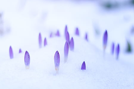 purple petaled flower on snow thumbnail