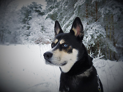 brown and black husky thumbnail
