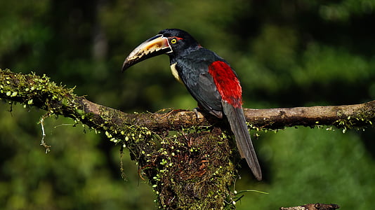 black and red bird on tree branch thumbnail