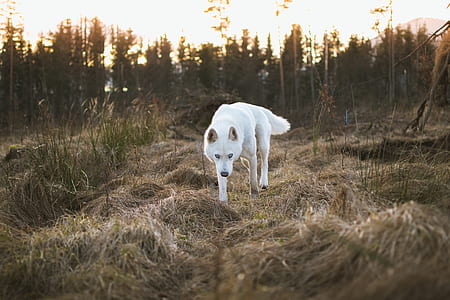 white wolf on grass pavement thumbnail