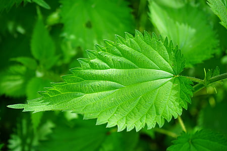 green leafed plant thumbnail