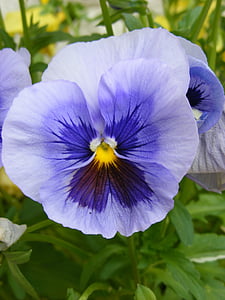 closeup photography of purple flower during daytime thumbnail