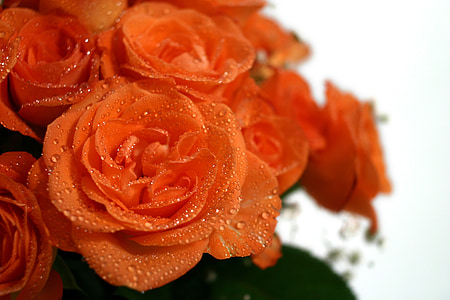 closeup photography of red roses thumbnail