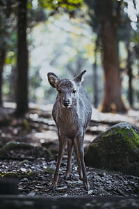 black deer standing in wood in selective focus photography thumbnail