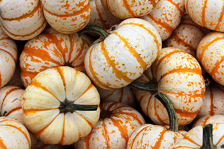 white and orange squash lot thumbnail