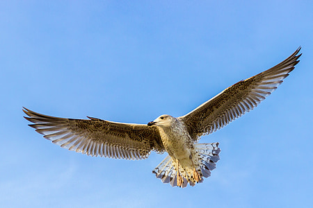 hawk in flight thumbnail